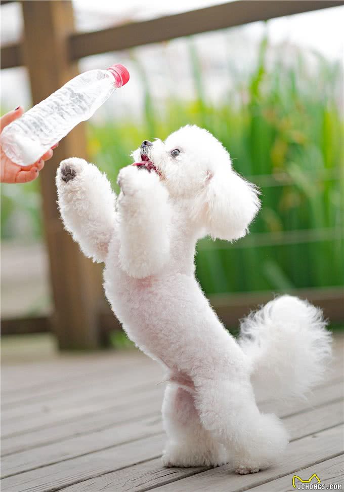 兽医说:养比熊这7大误区会让它减短寿命，你知道吗?