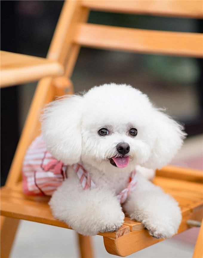 兽医说:养比熊这7大误区会让它减短寿命，你知道吗?