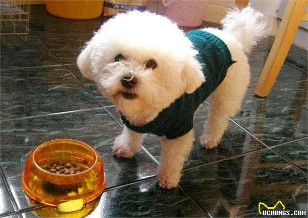 兽医说:养比熊这7大误区会让它减短寿命，你知道吗?