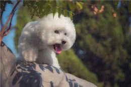 兽医说:养比熊这7大误区会让它减短寿命，你知道吗?