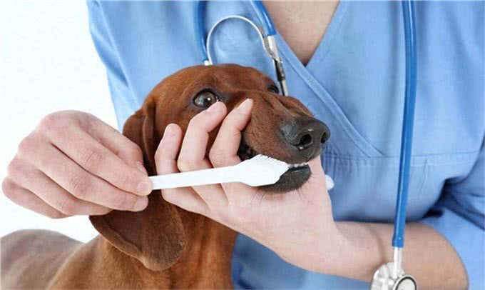 如何为宠物选择合适的牙刷和牙膏?