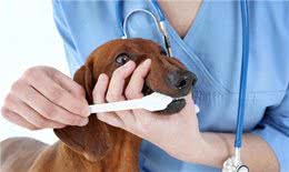 如何为宠物选择合适的牙刷和牙膏?