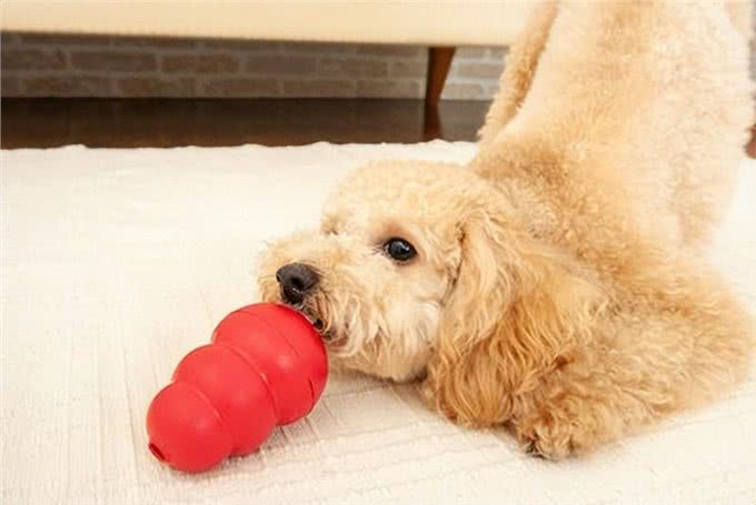 狗狗零食:喂食量与正确使用方法