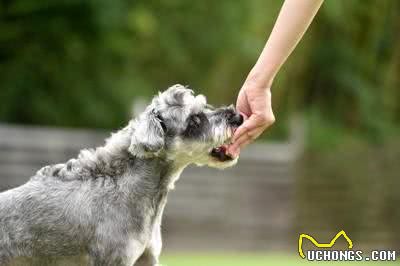 狗狗零食:喂食量与正确使用方法
