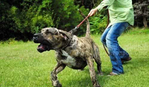 1000年前用来追踪逃跑奴隶的犬:巴西非勒，号称南美版比特