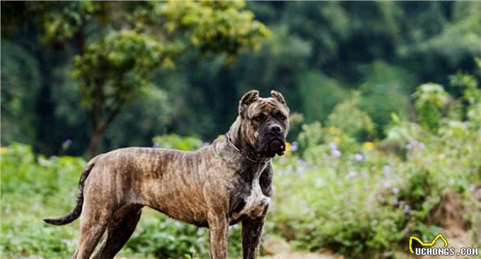 1000年前用来追踪逃跑奴隶的犬:巴西非勒，号称南美版比特