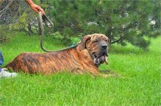1000年前用来追踪逃跑奴隶的犬:巴西非勒，号称南美版比特
