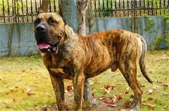 1000年前用来追踪逃跑奴隶的犬:巴西非勒，号称南美版比特