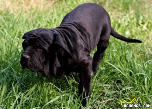 1000年前用来追踪逃跑奴隶的犬:巴西非勒，号称南美版比特