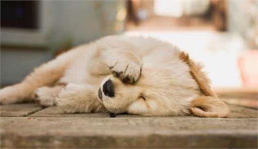 狗狗不断呕吐却只是干呕?可能是狗狗胃酸倒流了主人该如何应对