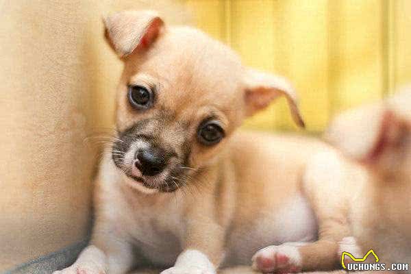 狗狗不断呕吐却只是干呕?可能是狗狗胃酸倒流了主人该如何应对