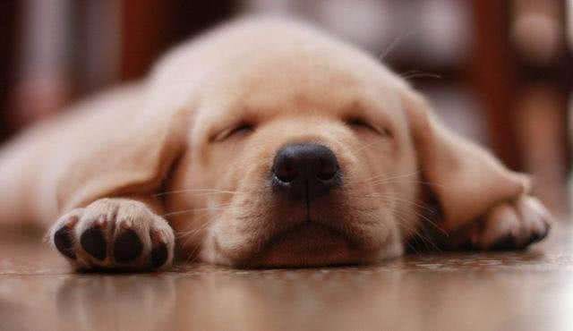 狗狗不断呕吐却只是干呕?可能是狗狗胃酸倒流了主人该如何应对