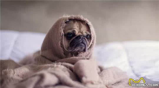 狗狗不断呕吐却只是干呕?可能是狗狗胃酸倒流了主人该如何应对