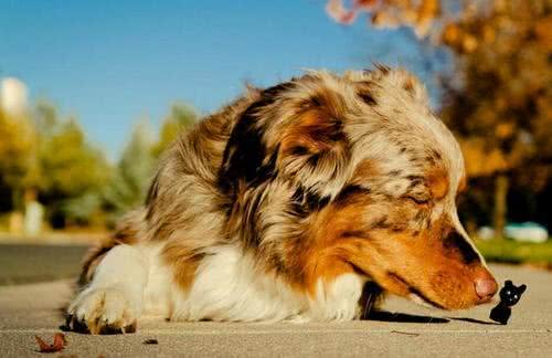 狗狗不断呕吐却只是干呕?可能是狗狗胃酸倒流了主人该如何应对