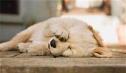 狗狗不断呕吐却只是干呕?可能是狗狗胃酸倒流了主人该如何应对