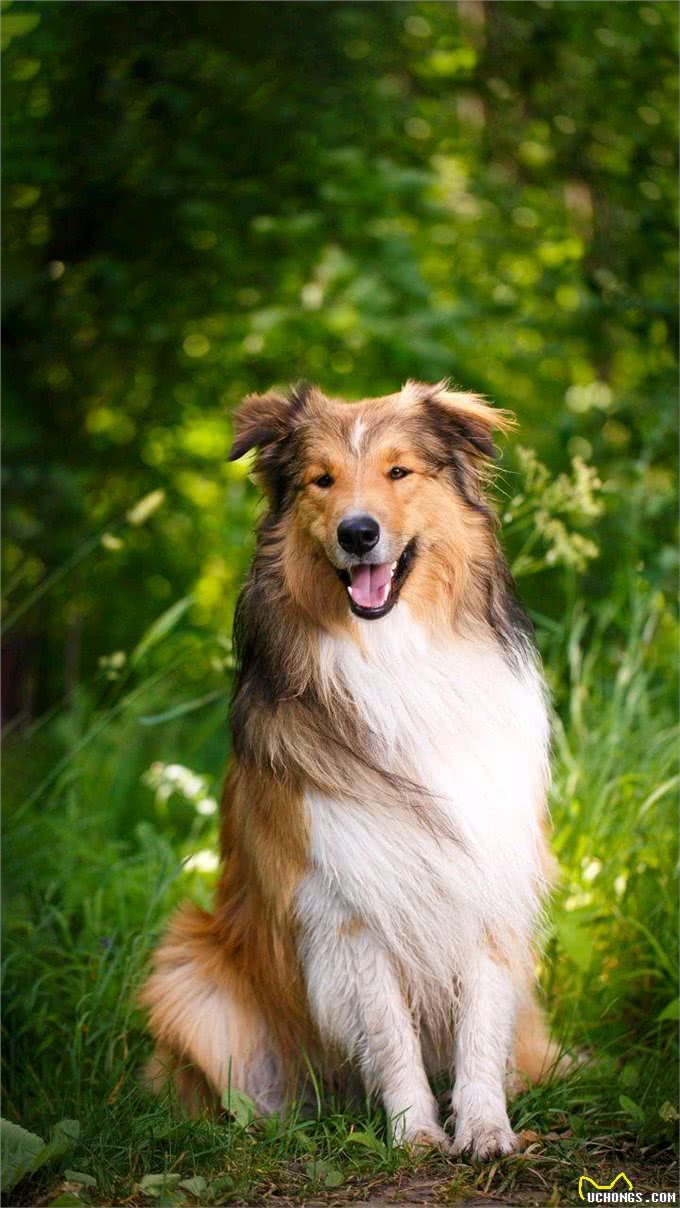 全球3千多种语言为啥狗叫一个调