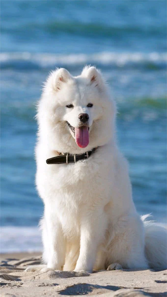 全球3千多种语言为啥狗叫一个调