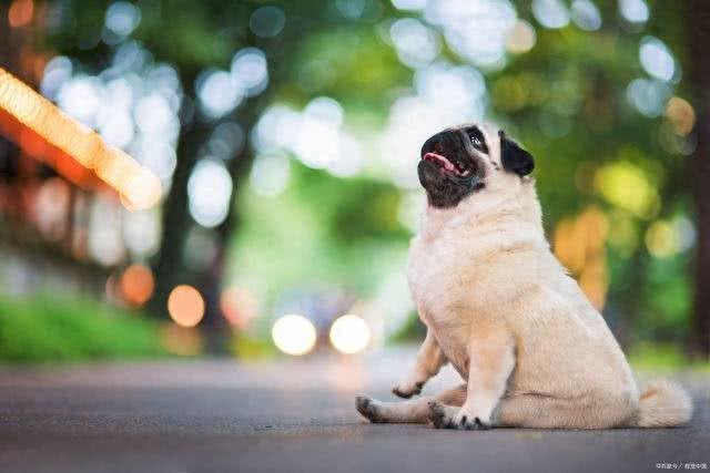 狗狗可以吃糖吗?