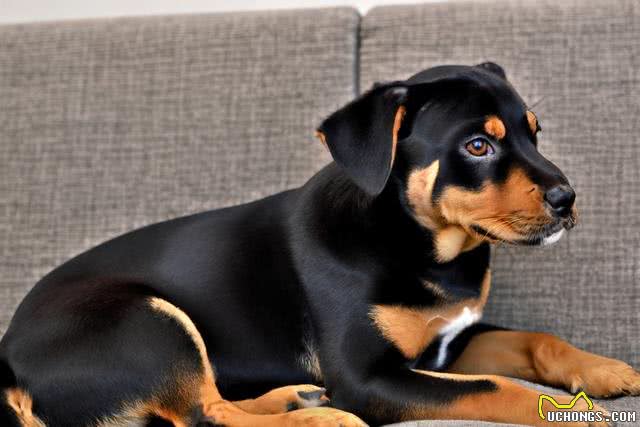 狗狗可以吃糖吗?