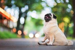 狗狗可以吃糖吗?