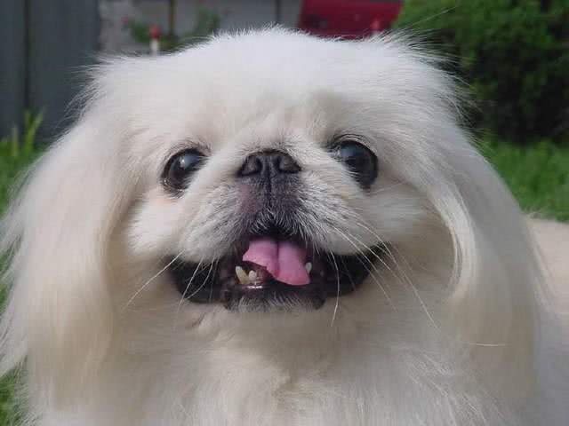 京巴犬每个眼神都有戏,怎样养好一条萌萌哒京巴犬?