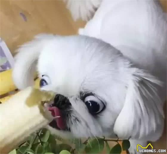 京巴犬每个眼神都有戏,怎样养好一条萌萌哒京巴犬?