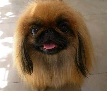 京巴犬每个眼神都有戏,怎样养好一条萌萌哒京巴犬?