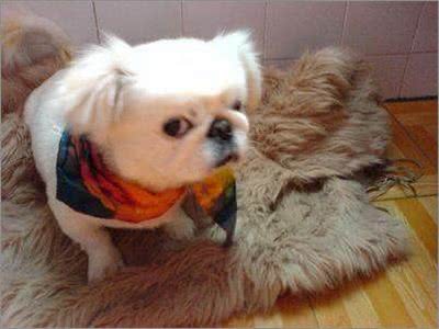 京巴犬每个眼神都有戏,怎样养好一条萌萌哒京巴犬?