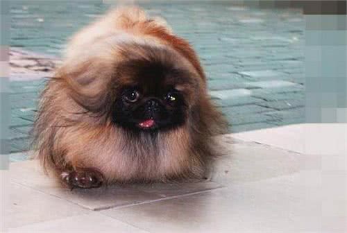 京巴犬每个眼神都有戏,怎样养好一条萌萌哒京巴犬?