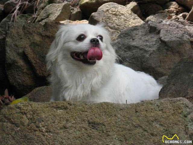 京巴犬每个眼神都有戏,怎样养好一条萌萌哒京巴犬?