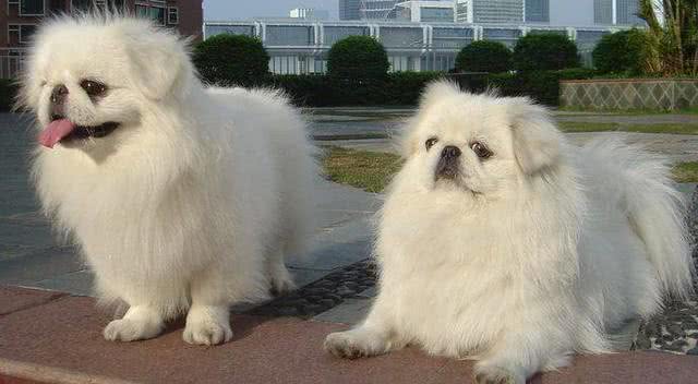 京巴犬每个眼神都有戏,怎样养好一条萌萌哒京巴犬?