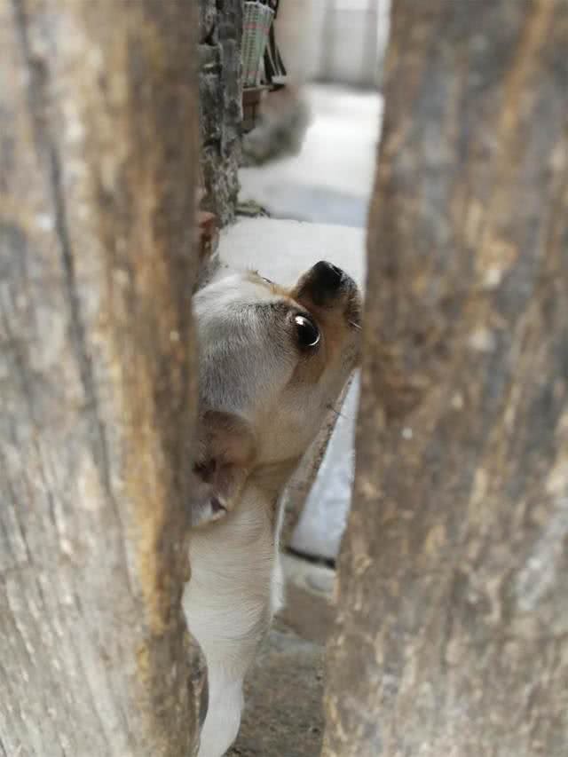 京巴犬每个眼神都有戏,怎样养好一条萌萌哒京巴犬?