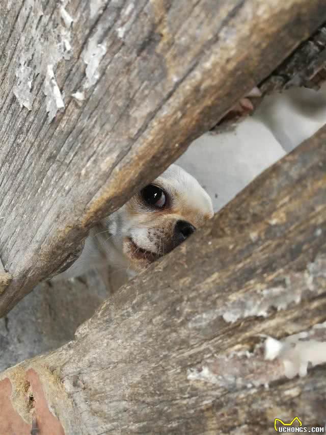 京巴犬每个眼神都有戏,怎样养好一条萌萌哒京巴犬?