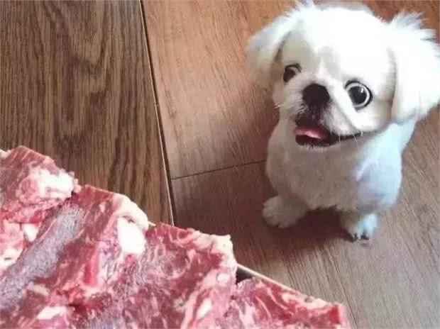 京巴犬每个眼神都有戏,怎样养好一条萌萌哒京巴犬?