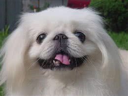 京巴犬每个眼神都有戏，怎样养好一条萌萌哒京巴犬?