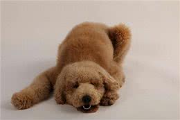 新手铲屎官必看—狗狗的洗澡指南