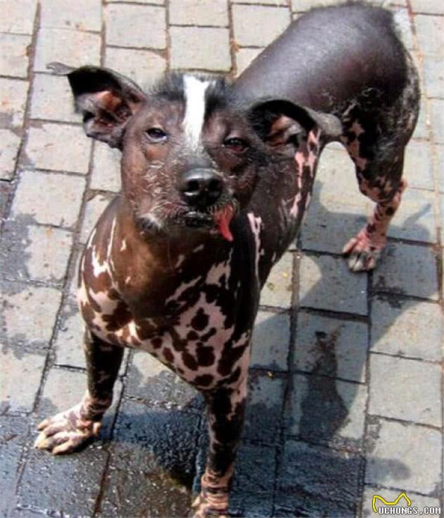 长得最丑的狗狗，第一名看着有种谁不出的感觉，丑爆