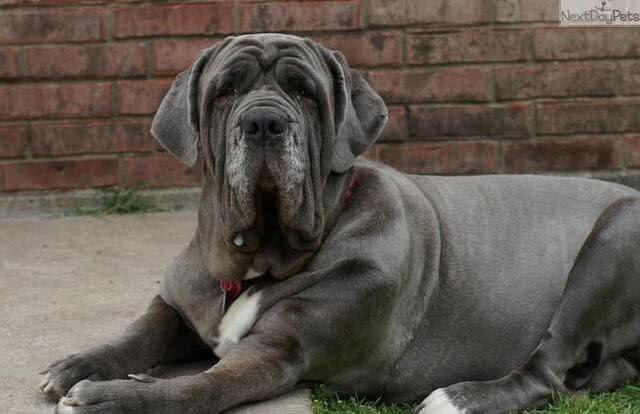 长得最丑的狗狗，第一名看着有种谁不出的感觉，丑爆