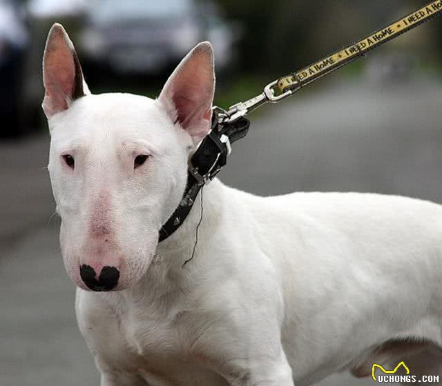 长得最丑的狗狗，第一名看着有种谁不出的感觉，丑爆