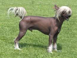 长得最丑的狗狗，第一名看着有种谁不出的感觉，丑爆