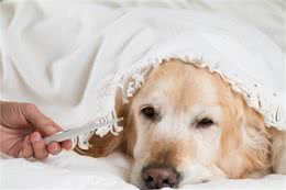 狗奴须知:狗感冒的症状表现