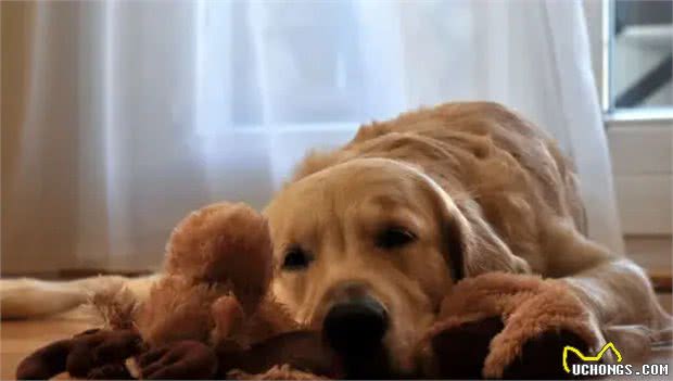 从小有狗狗陪伴长大,才是一个孩子该有的童年