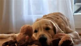 从小有狗狗陪伴长大，才是一个孩子该有的童年