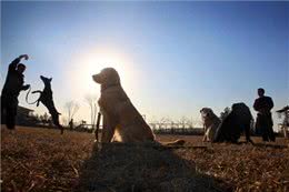 北京今年办理养犬年检手续可延至年底