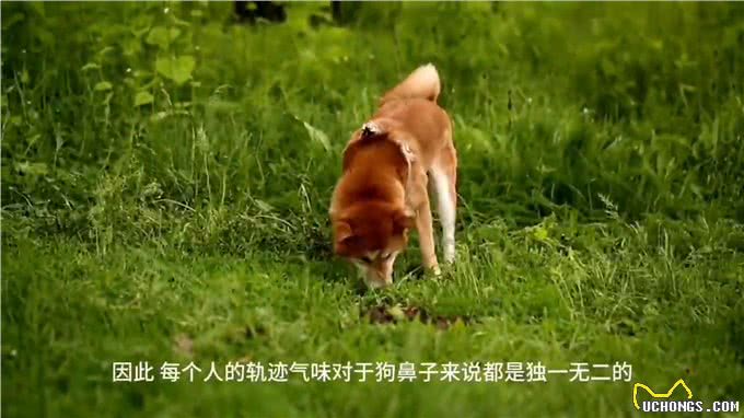 狗鼻子到底有多灵