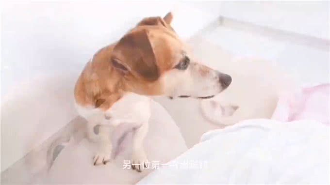 狗鼻子到底有多灵