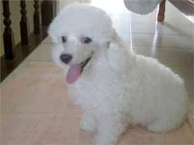 小型泰迪和巨型泰迪，真的分不清