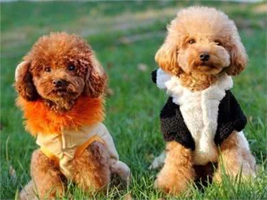 小型泰迪和巨型泰迪，真的分不清