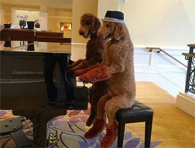 小型泰迪和巨型泰迪，真的分不清