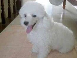 小型泰迪和巨型泰迪，真的分不清